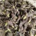 广西荔浦芋头香芋种子产地直发成活率97%每斤约8-13个