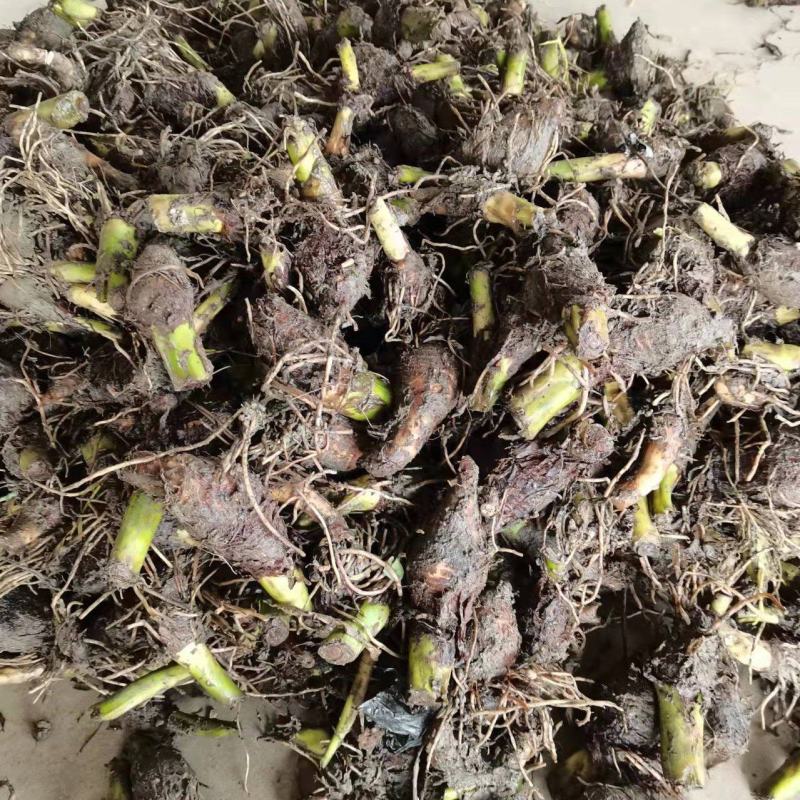 广西荔浦芋头香芋种子产地直发成活率97%每斤约8-13个