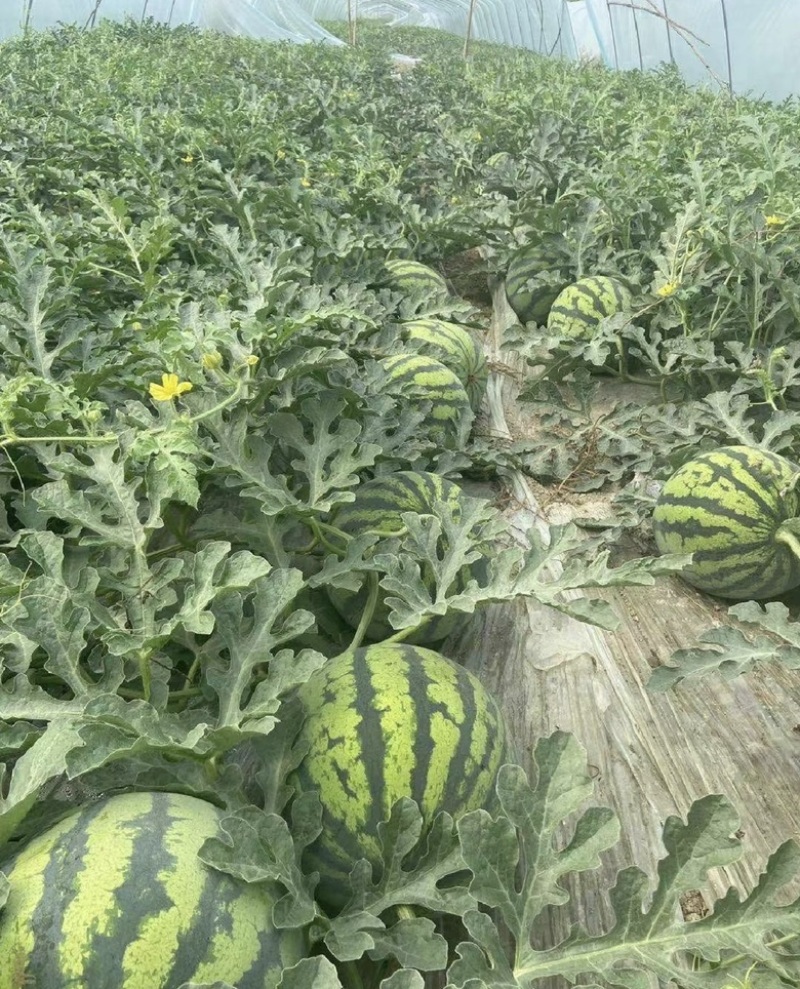 云南无籽美嘟大量供应皮薄瓢红包熟包甜货源充足无籽