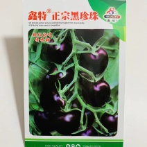 鑫特正宗黑珍珠小番茄种子无限生长型黑豆番茄种籽水果番茄种