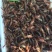 小龙虾种苗，种虾龙虾养殖基地