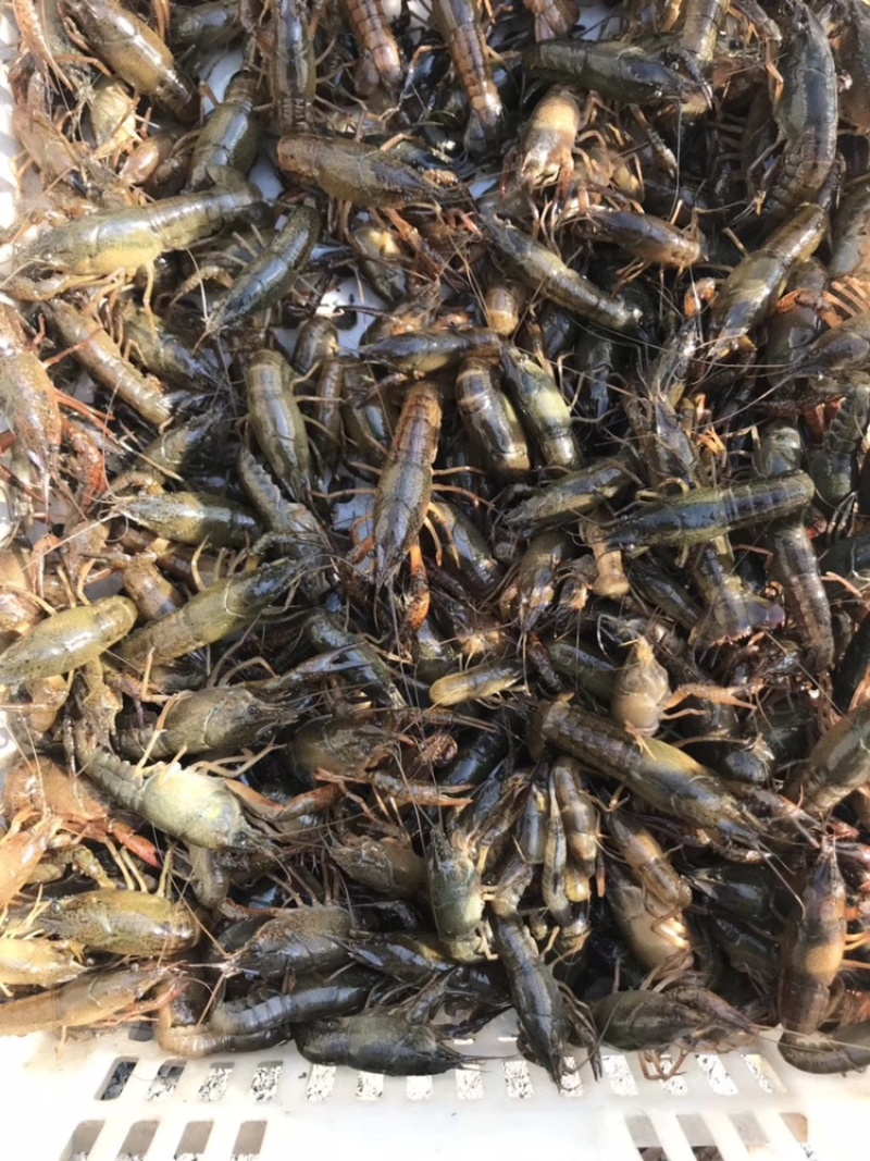 小龙虾种苗，种虾龙虾养殖基地
