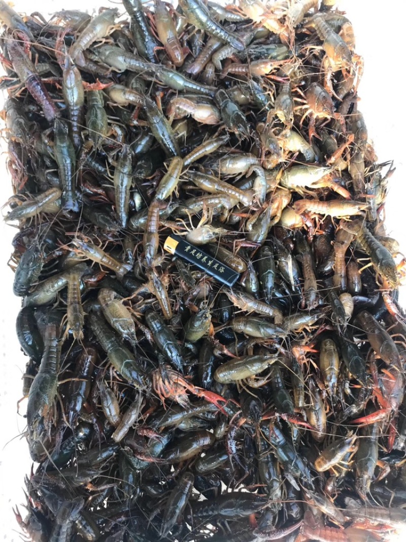 山东省优质龙虾苗，成活率高