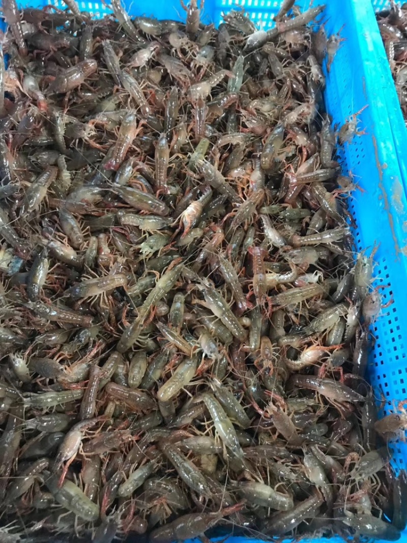 山东省优质龙虾苗，成活率高
