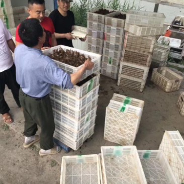 内蒙古小龙虾苗养殖基地-推荐山东霈然公司