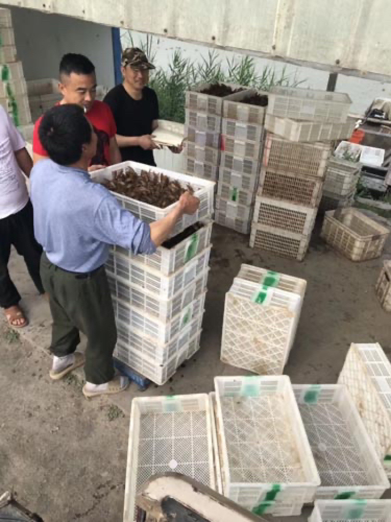 内蒙古小龙虾苗养殖基地-推荐山东霈然公司