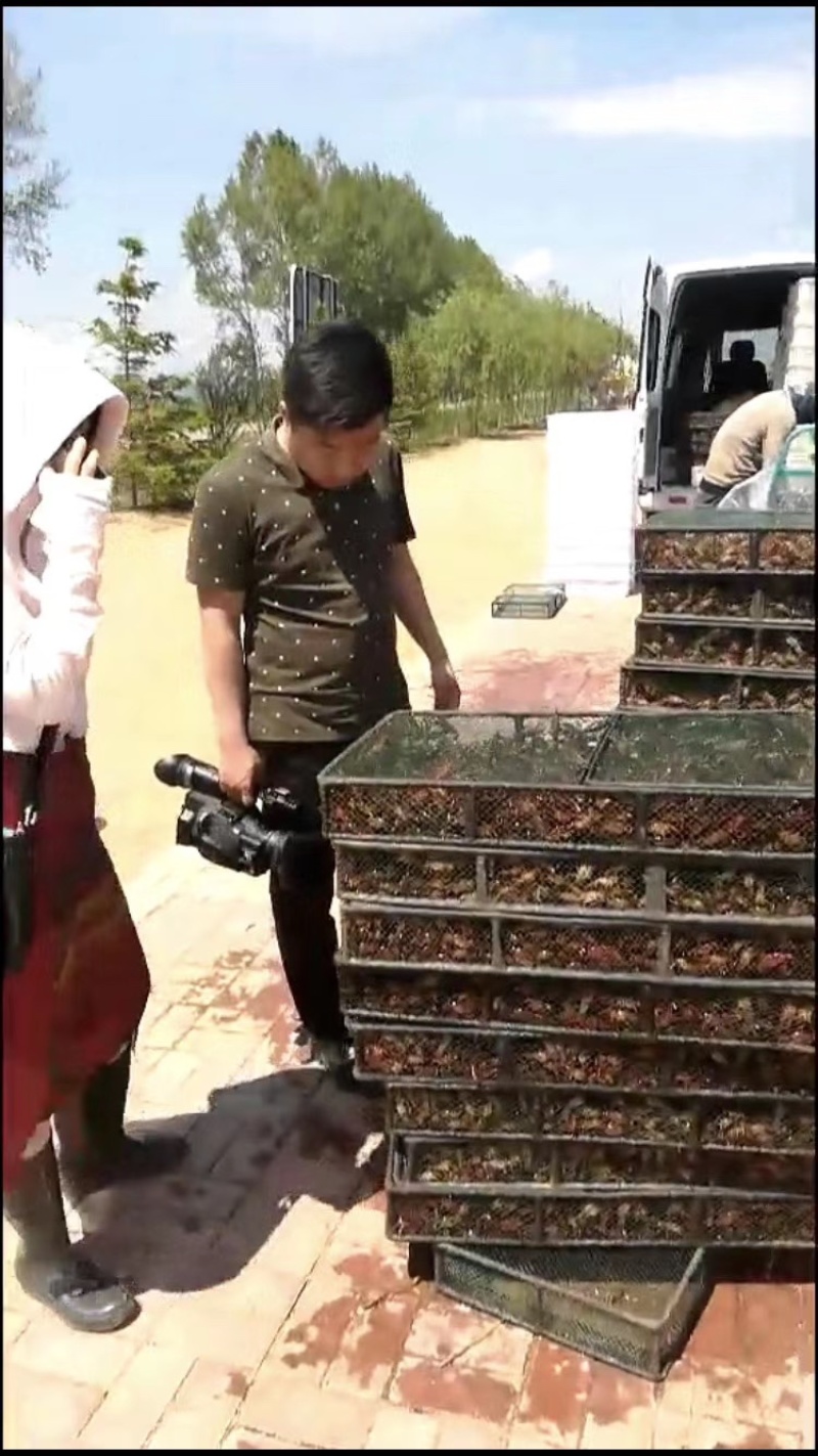 山东省微山湖小龙虾苗种虾