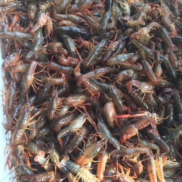 山东省微山湖小龙虾苗种虾