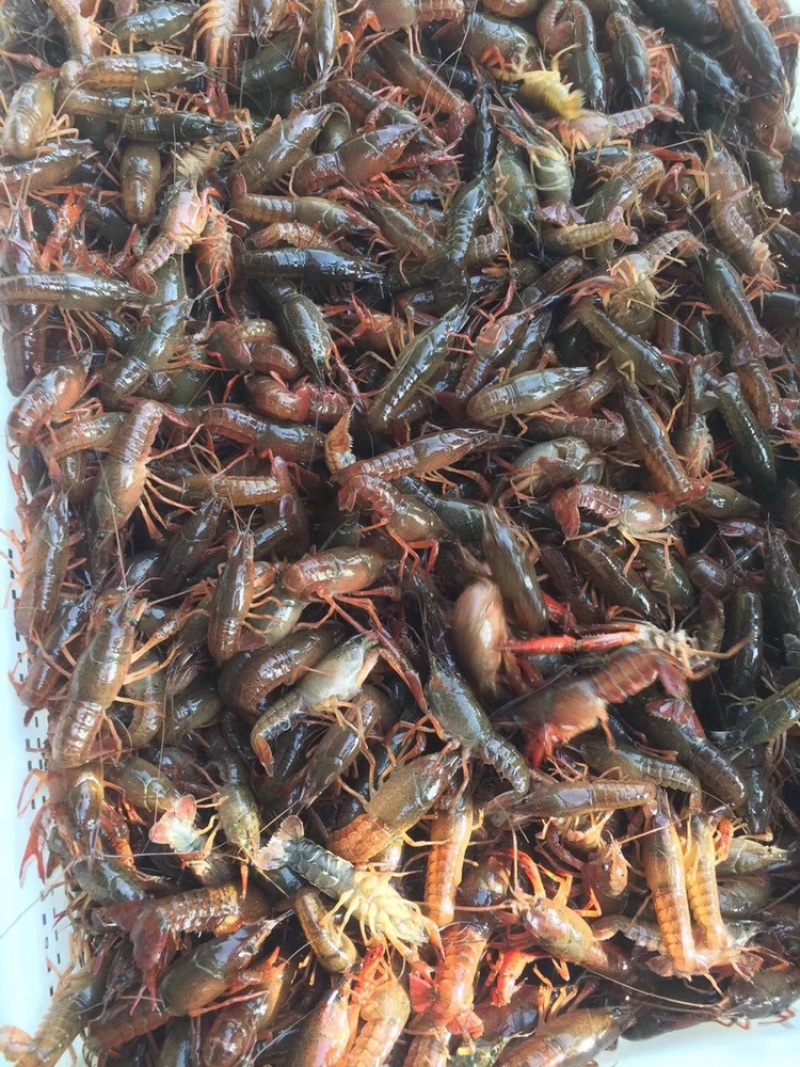 山东省微山湖小龙虾苗种虾