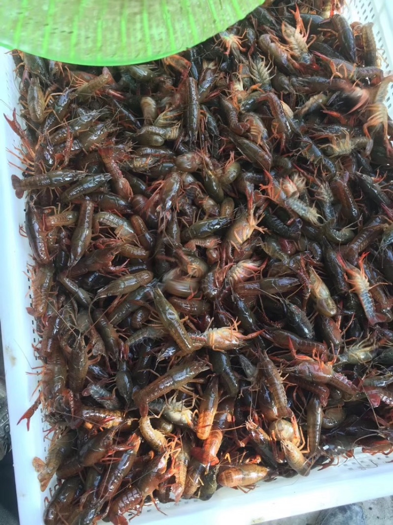 山东省微山湖小龙虾苗种虾