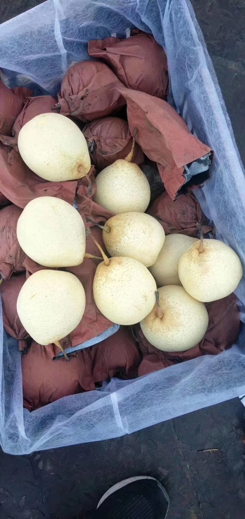 河北鸭梨水晶梨大量上市中产区直发出口质量商超电商