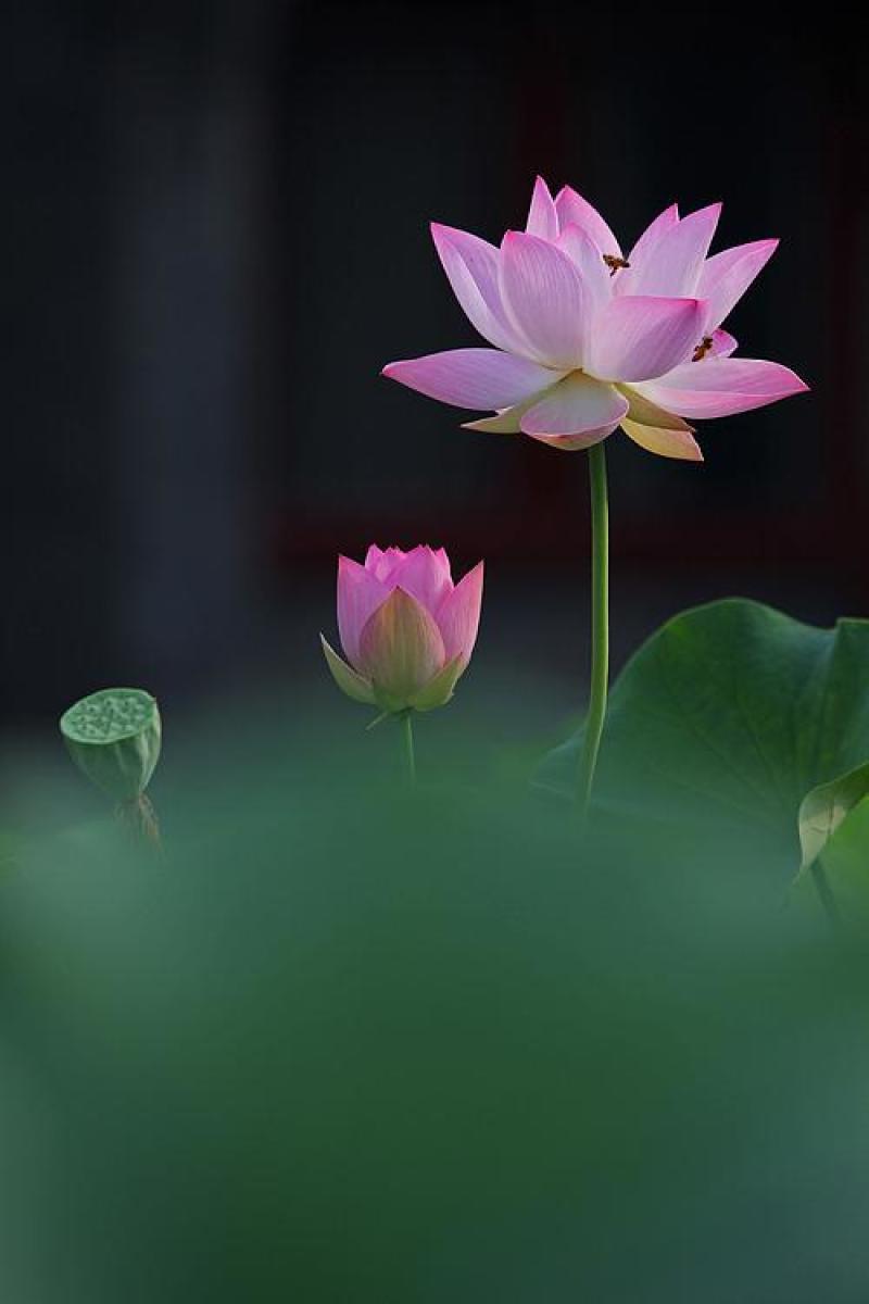 荷花睡莲一叶莲，梭鱼草，黄菖蒲