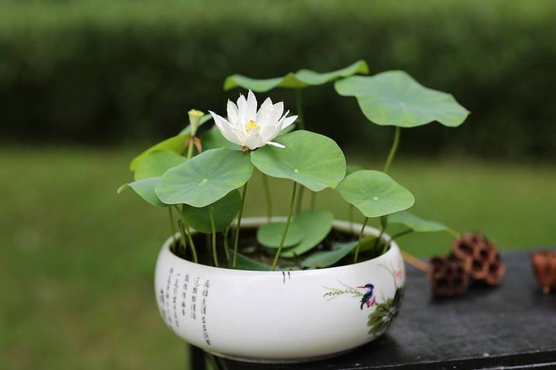 荷花睡莲一叶莲，梭鱼草，黄菖蒲