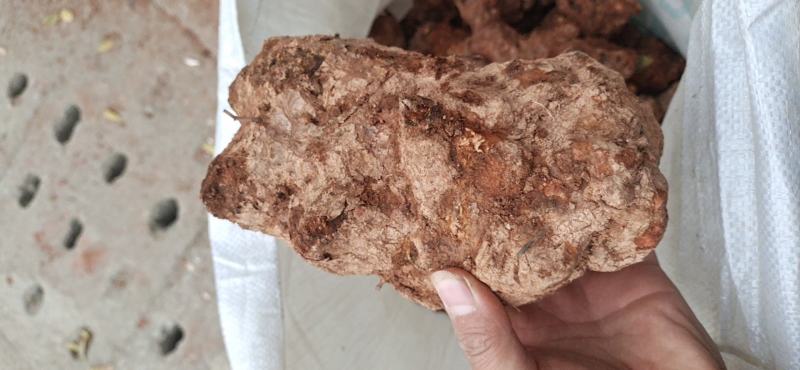 变色龙白肉土茯苓粉质白肉氧化偏快偏硬土茯苓硬饭头