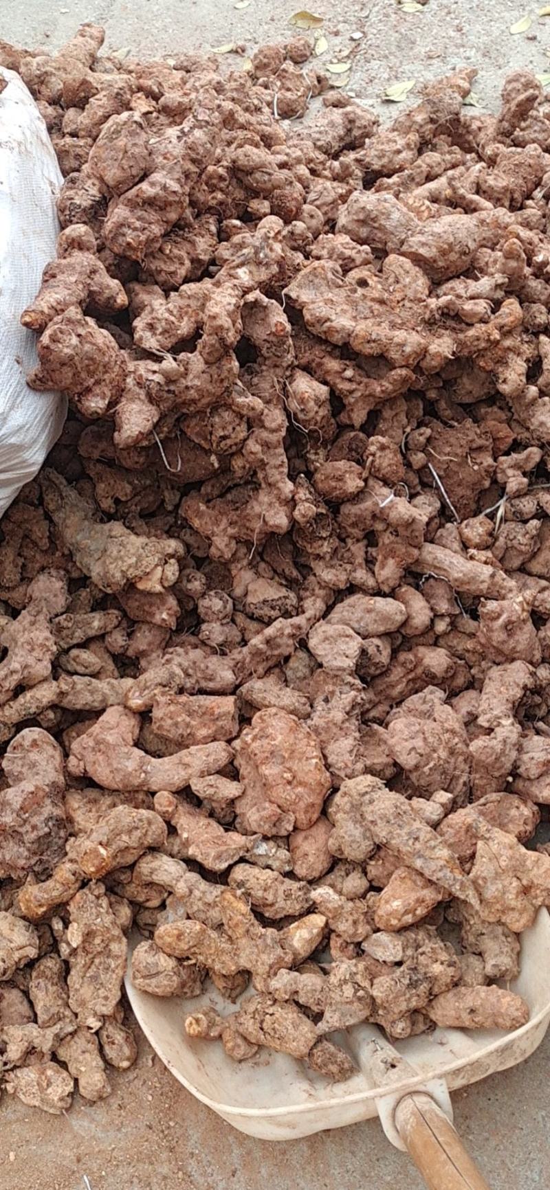 变色龙白肉土茯苓粉质白肉氧化偏快偏硬土茯苓硬饭头