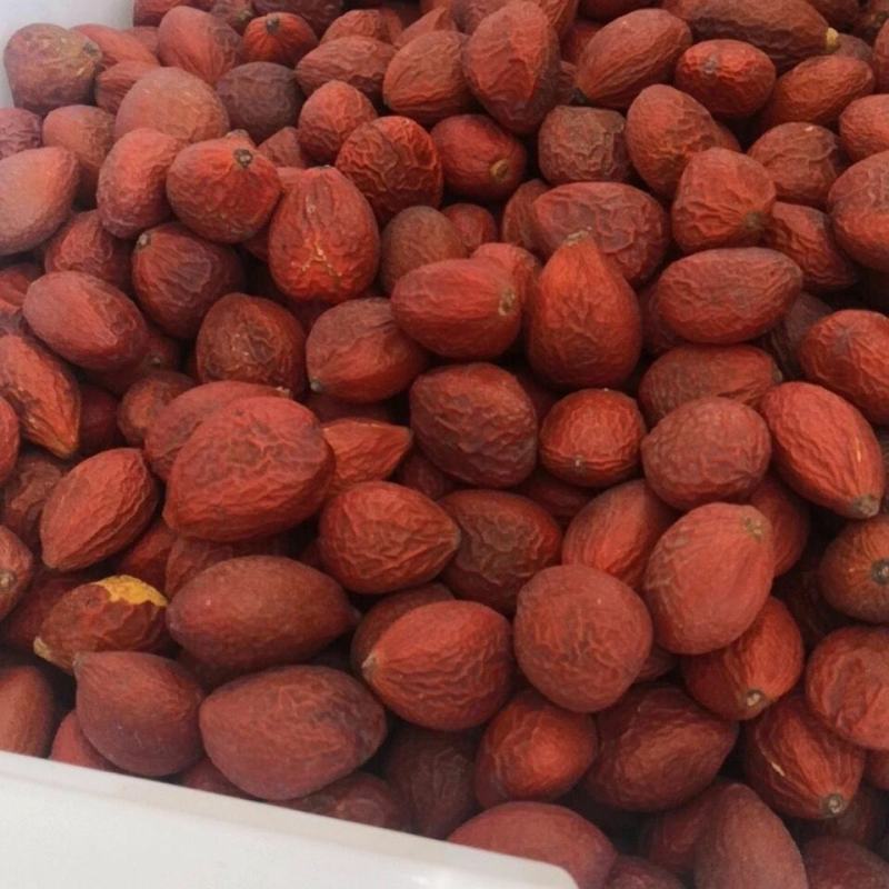 铁树果铁树籽凤凰蛋冷货齐全一公斤起批