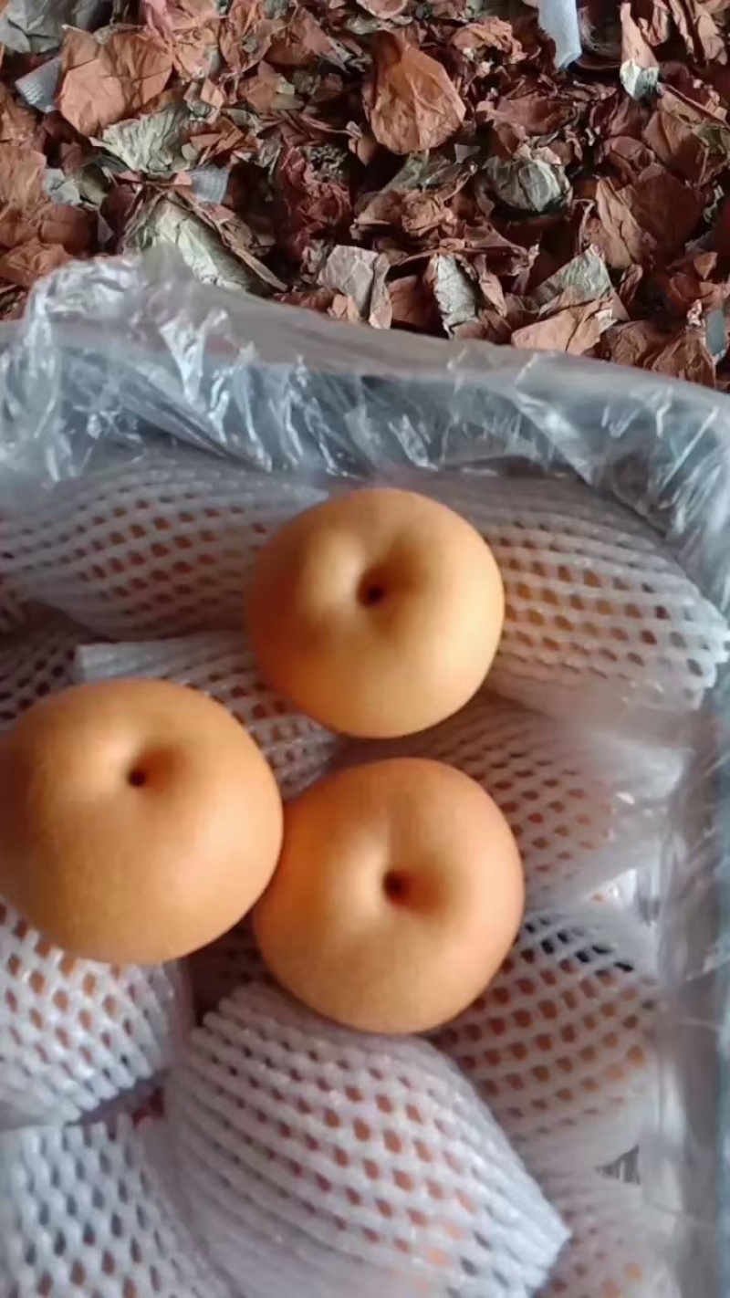 精品丰水梨产地直销质量上乘，可大量发货视频看货
