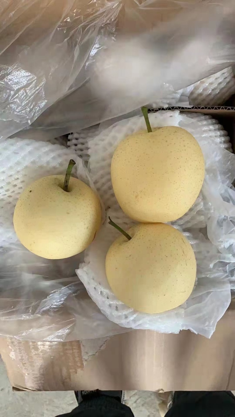 【诚信经营】赵县雪青梨各种梨（热销中）海量货源
