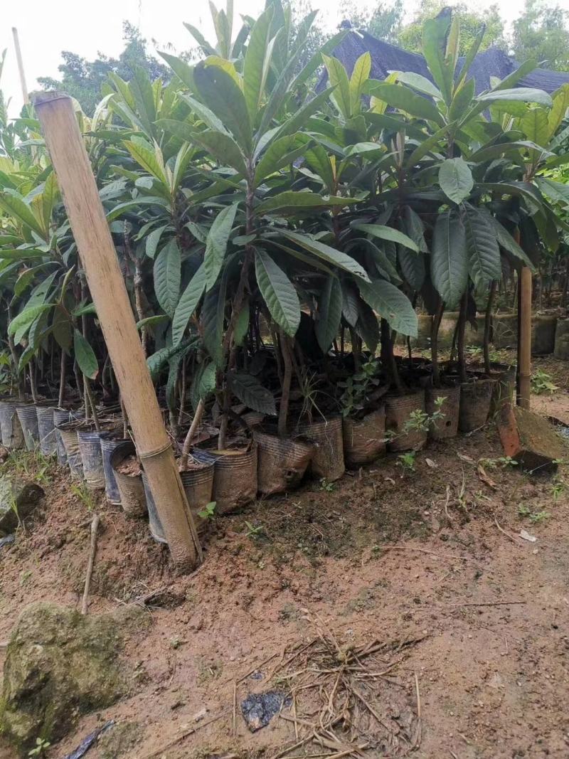 新品种枇杷红砂糖枇杷嫁接苗南北方种植果肉饱满当年结果包邮