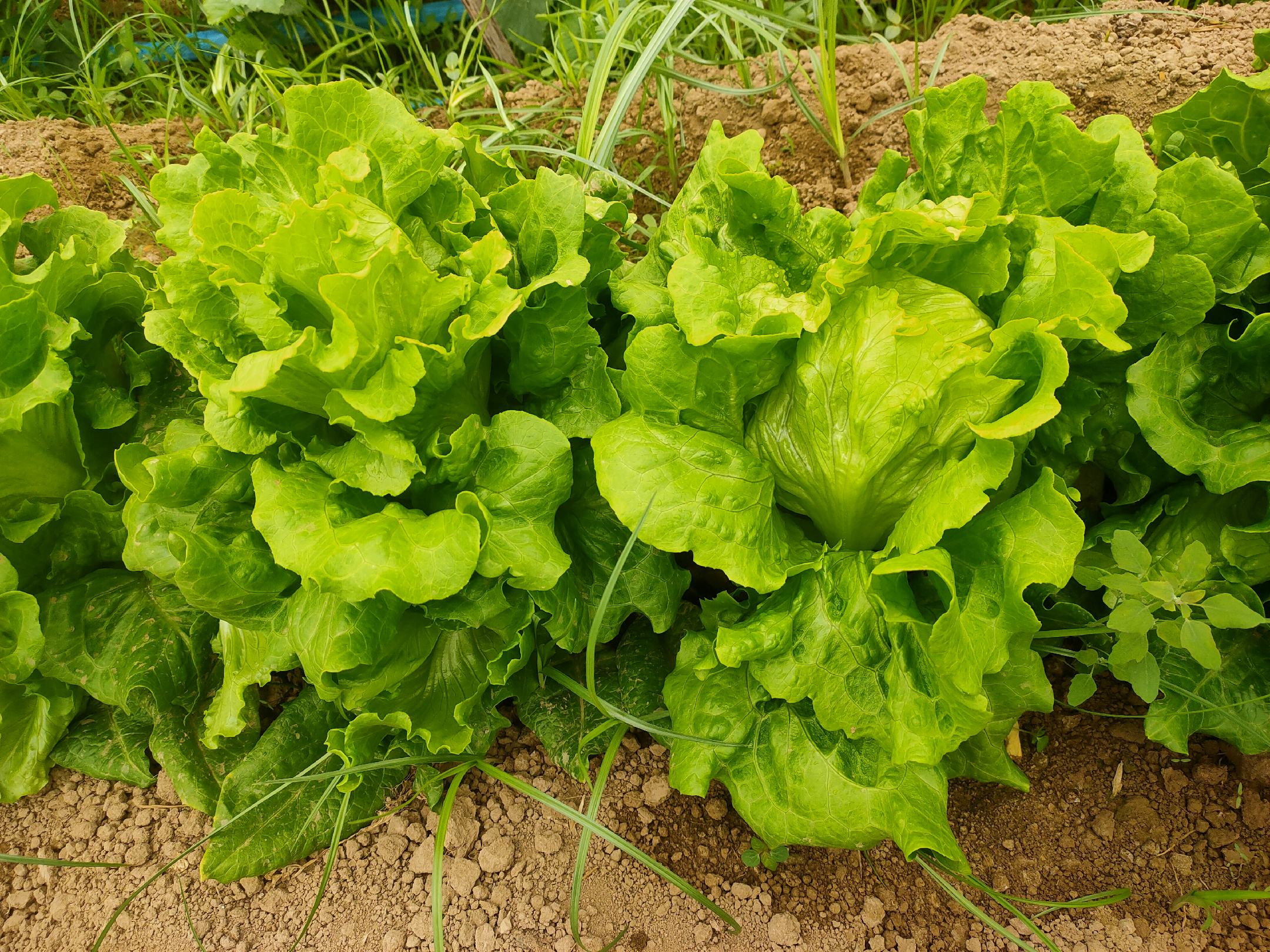 结球生菜纵切结构示意图