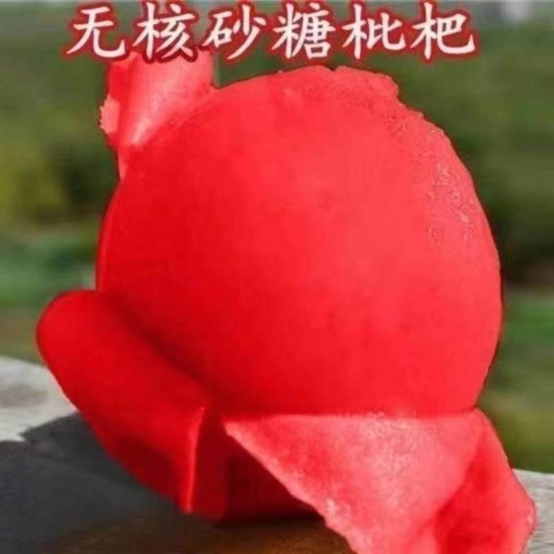 新品种枇杷红砂糖枇杷嫁接苗南北方种植果肉饱满当年结果包邮
