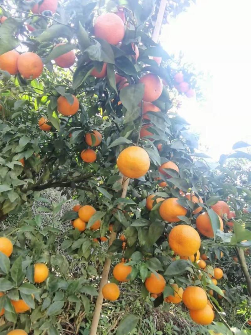 沃柑，基地果园，高山果阳光充足，口感纯甜爆汁，