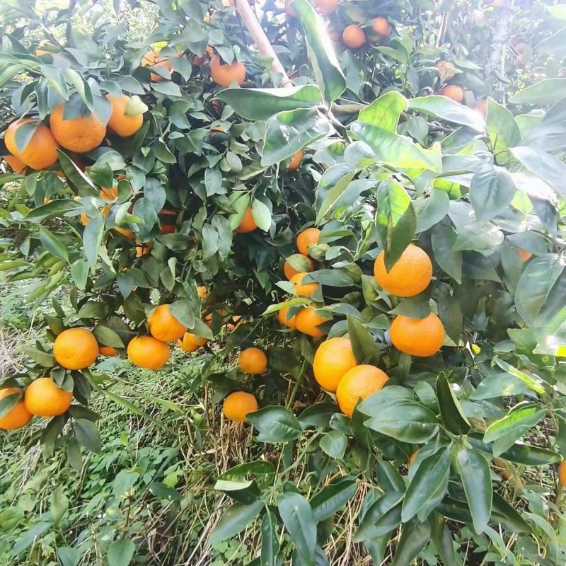沃柑，基地果园，高山果阳光充足，口感纯甜爆汁，