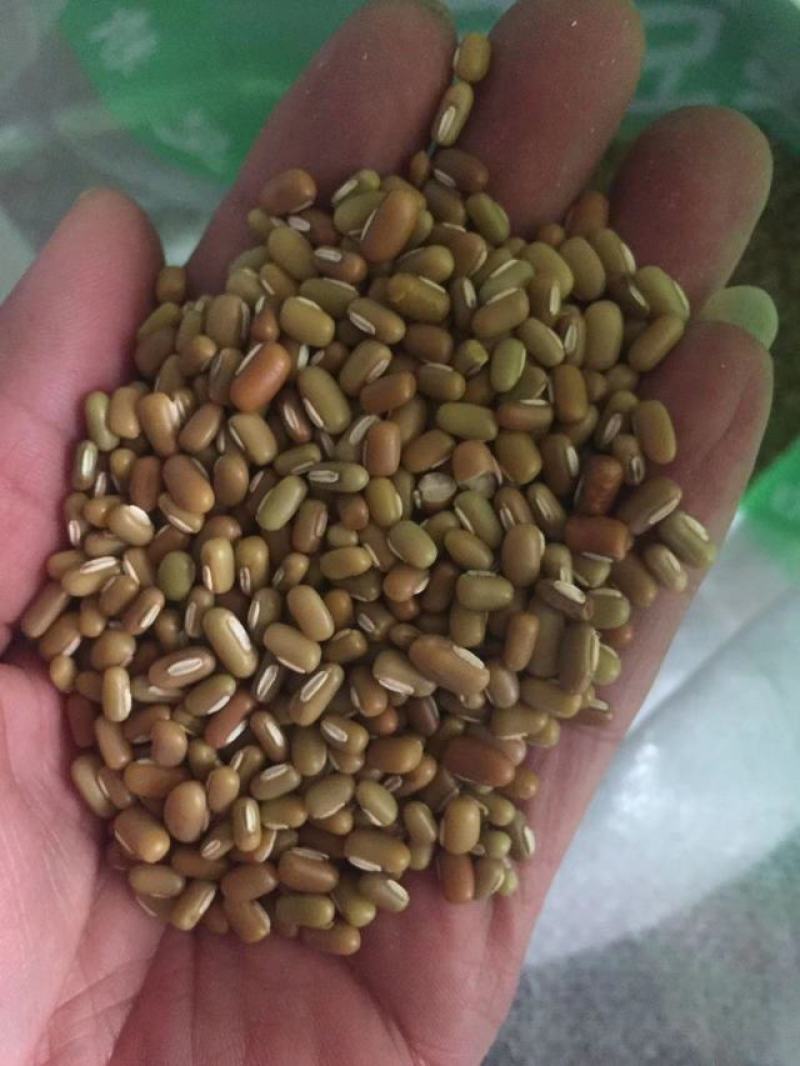 竹豆进口缅甸竹豆小粒