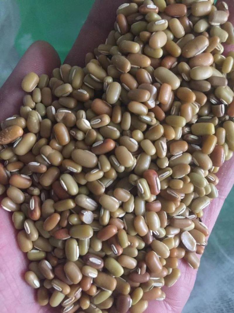竹豆进口缅甸竹豆小粒