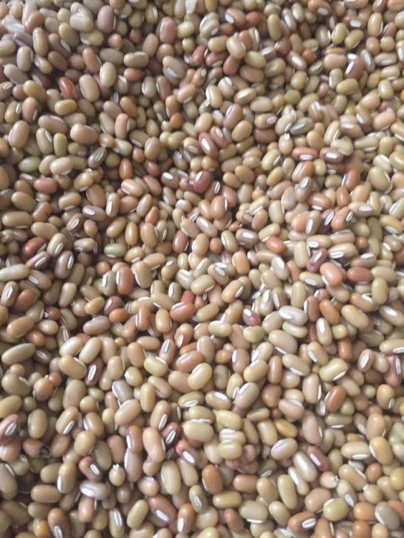 竹豆进口缅甸竹豆小粒