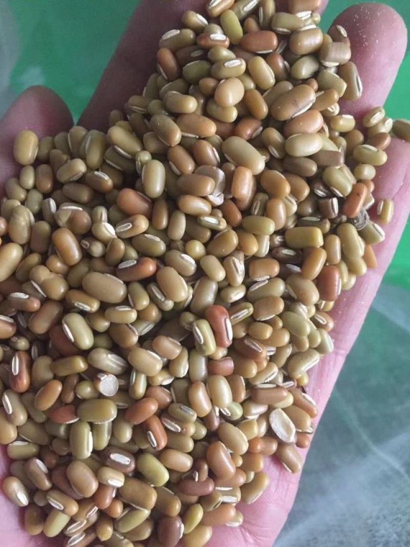竹豆进口缅甸竹豆小粒