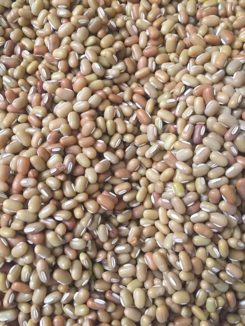竹豆进口缅甸竹豆小粒