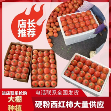 米易硬粉番茄（小果），米易硬粉西红柿（小果），量大从优。