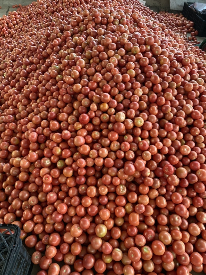 米易硬粉番茄（小果），米易硬粉西红柿（小果），量大从优。