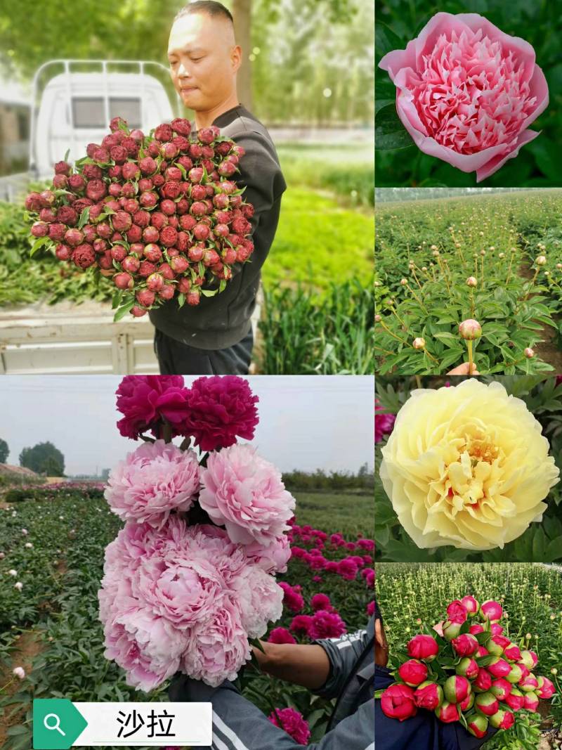 芍药鲜切花菏泽基地直销批发零售冷库预冷包损耗