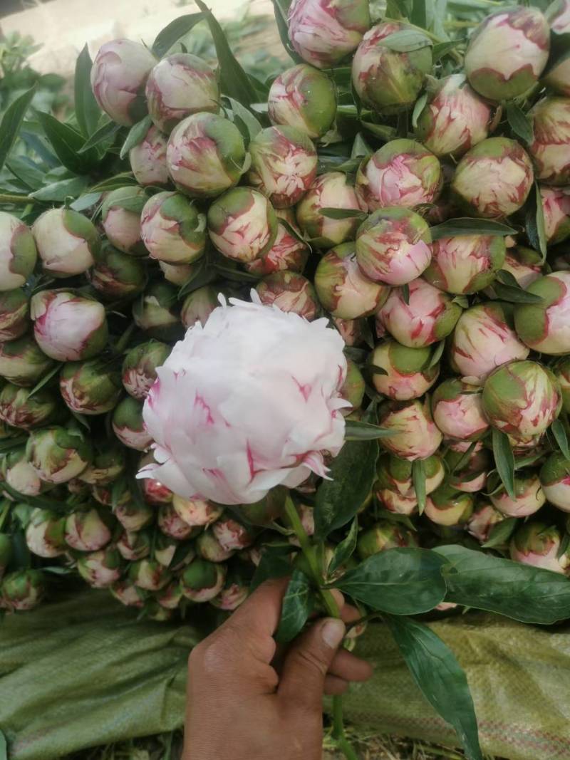 芍药鲜切花菏泽基地直销批发零售冷库预冷包损耗