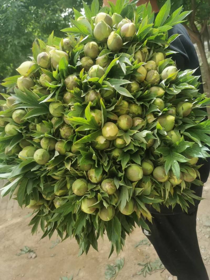 芍药鲜切花菏泽基地直销批发零售冷库预冷包损耗
