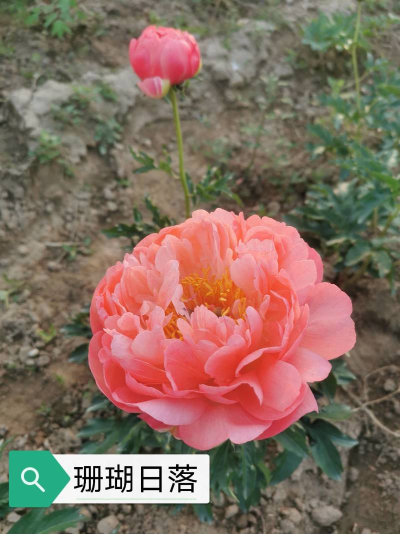 芍药鲜切花菏泽基地直销批发零售冷库预冷包损耗