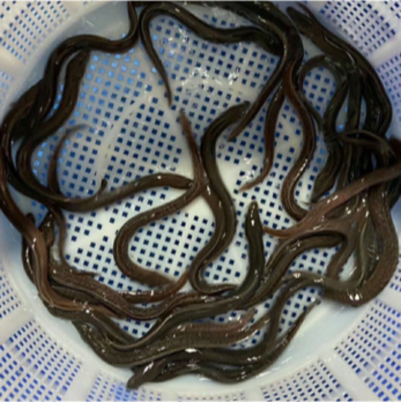 花鳗鱼苗优质日本鱼苗生长速度快量大从优淡水养殖