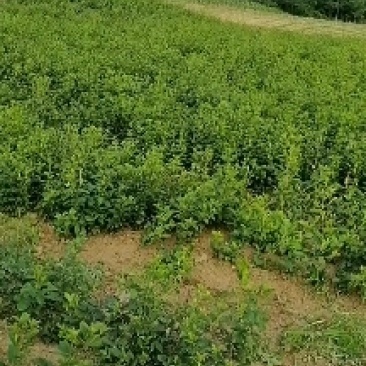 出售自家踩的的朱砂点苍术种子，品种纯正，耐寒，抗病