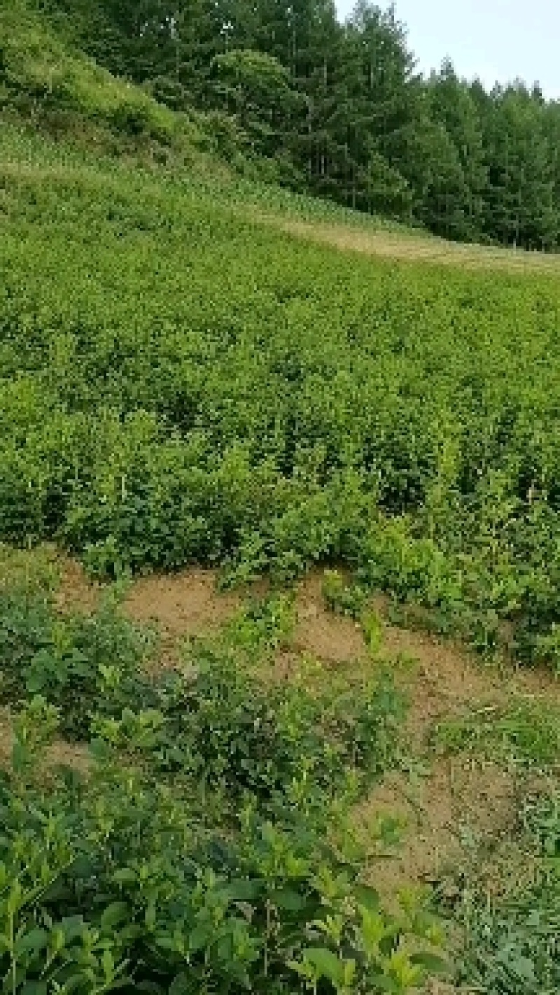 出售自家踩的的朱砂点苍术种子，品种纯正，耐寒，抗病
