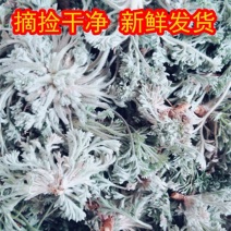 陕西渭南野菜（白蒿）