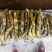 半成品黄瓜，大瓜，小黄瓜瓜条比较均匀无杂质，水分小