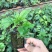 百香果苗鸡蛋果苗果树苗紫香台农黄金果四季可种盆栽庭院阳台