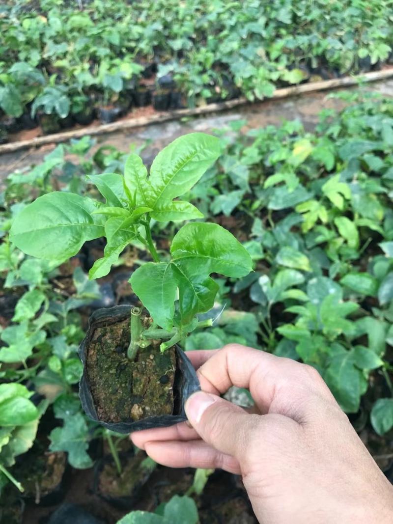 百香果苗鸡蛋果苗果树苗紫香台农黄金果四季可种盆栽庭院阳台