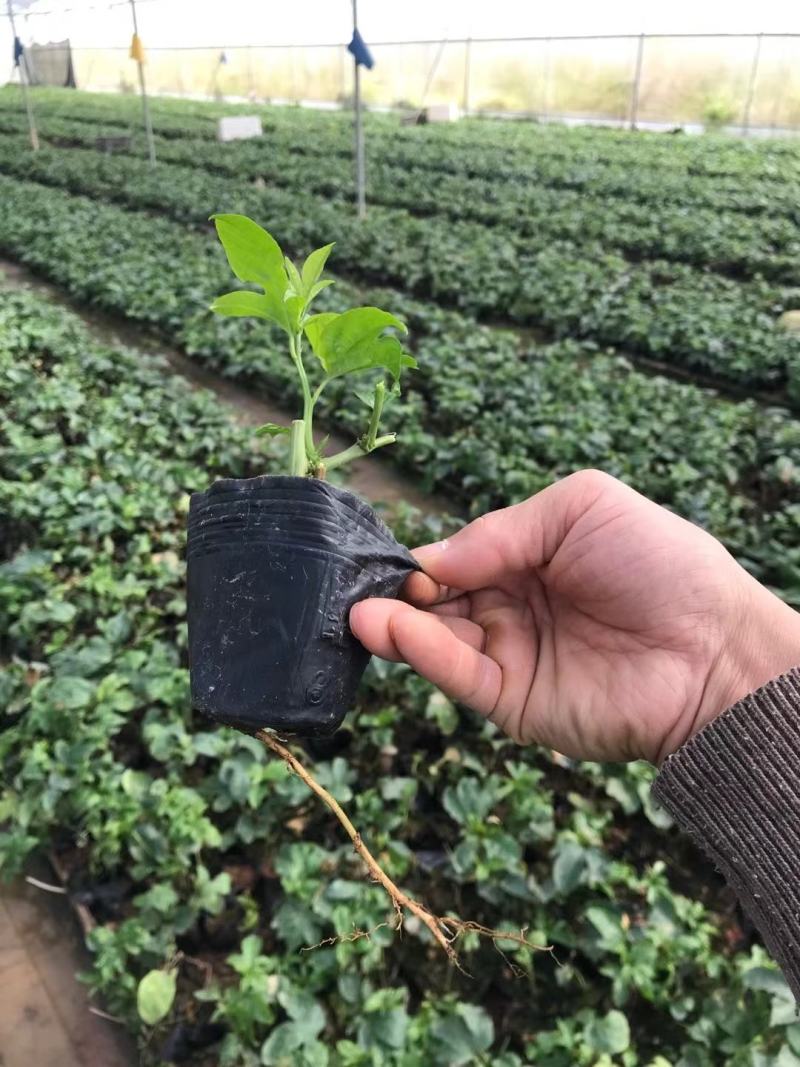 百香果苗鸡蛋果苗果树苗紫香台农黄金果四季可种盆栽庭院阳台