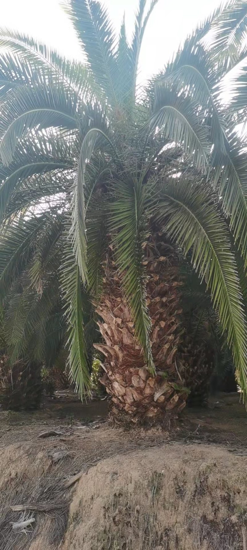 加拿利海枣杆高3米自然高6米漳州加拿利海枣种植基地苗农