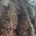 加拿利海枣杆高3米自然高6米漳州加拿利海枣种植基地苗农