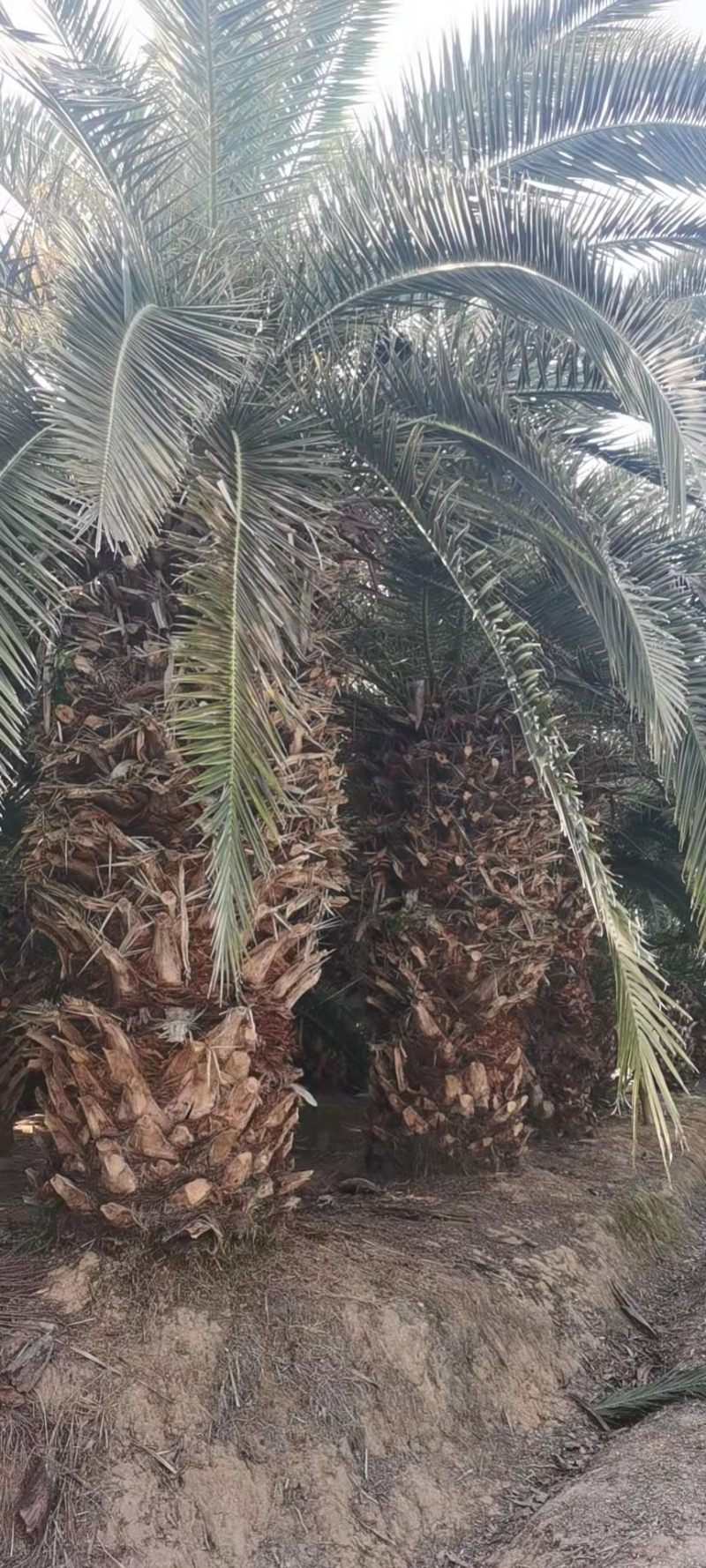 加拿利海枣杆高3米自然高6米漳州加拿利海枣种植基地苗农