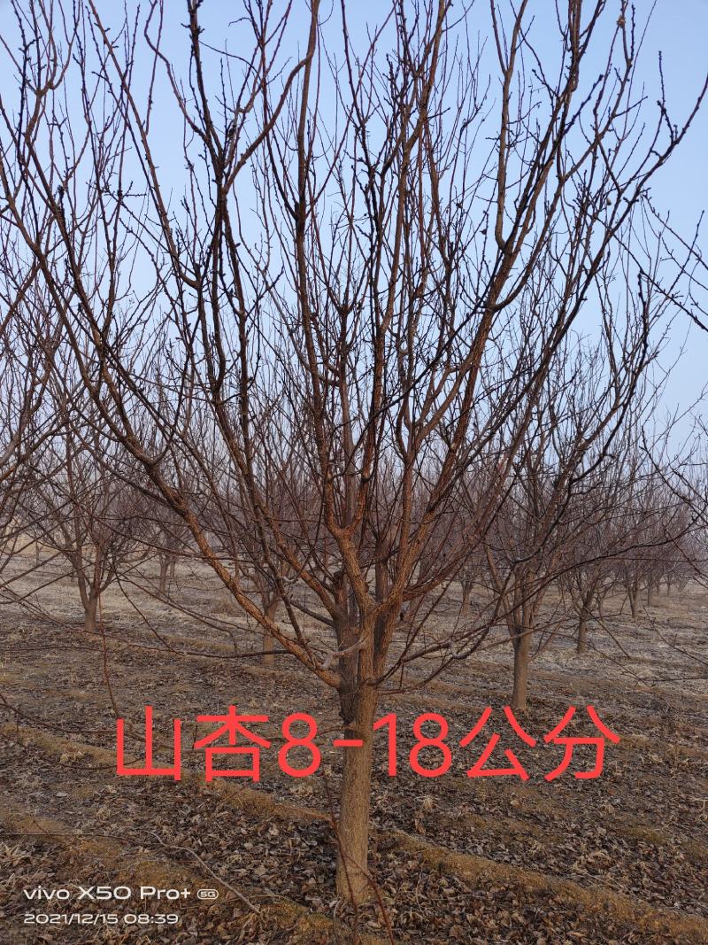 杏树山杏树8公分20公分质量保障诚信经营量大从优等您来电